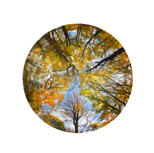A fish eye view looking upwards into the tree canopy in highgate wood
